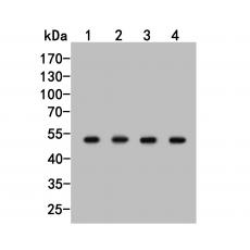 Anti-TAT antibody