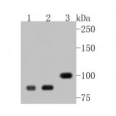 Anti-BRCA1 antibody