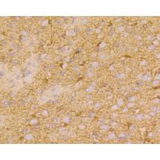 Anti-Connexin-37 antibody