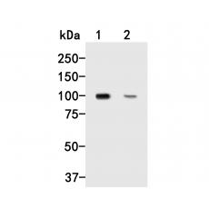 Anti-Dynamin 3 antibody