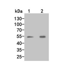 Anti-Factor IX antibody