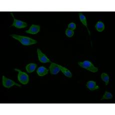 Anti-cGAS antibody
