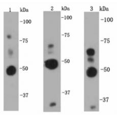 Anti-NF-κB p105/p50 antibody