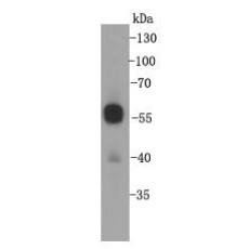 Anti-Cyclin B1 antibody