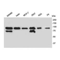 Anti-SUZ12 antibody