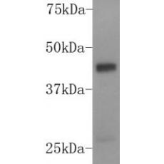Anti-DUSP5 antibody