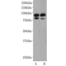 Anti-CD19 antibody