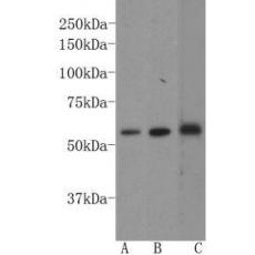 Anti-GATA4 antibody