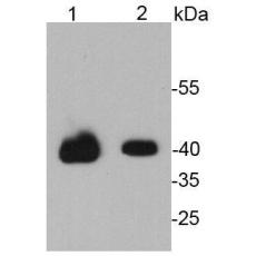 Anti-OCT-4 antibody