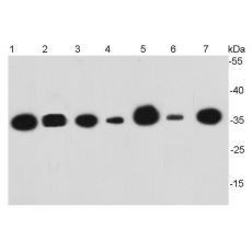 Anti-GAPDH antibody