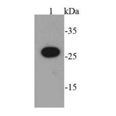 Anti-AU1 tag antibody