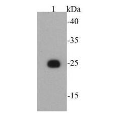 Anti-T7 tag antibody