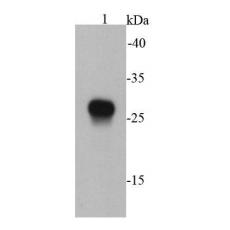 Anti-E tag antibody