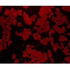 Anti-FGFR2/CD332 antibody