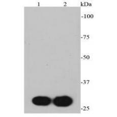 Anti-Myc Tag antibody