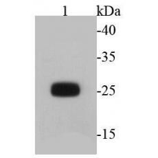 Anti-GFP antibody