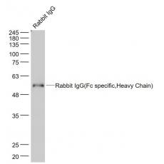 Anti-Rabbit IgG(Fc specific,Heavy Chain) antibody