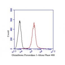 Anti-Glutathione peroxidase 1 antibody