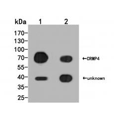 Anti-CRMP4 antibody