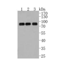 Anti-ENAH antibody