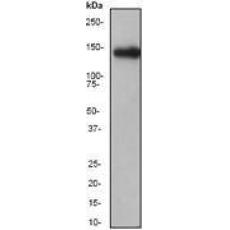 Anti-Pan Cadherin antibody
