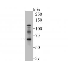 Anti-GABRA4 antibody