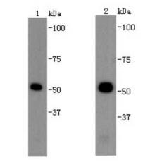 Anti-Beta tubulin antibody [A1-A4]
