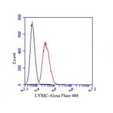 Anti-LYRIC antibody [C6-C10]