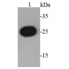 Anti-GST antibody [16-21]