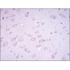 Anti-GRIA3 antibody [E2-D1]