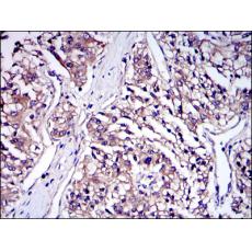 Anti-IRAK4 antibody [B9-H2]