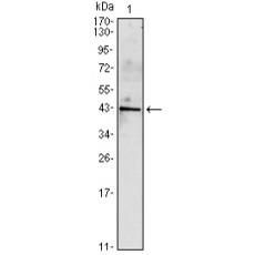 Anti-INHA antibody [C8-E2]