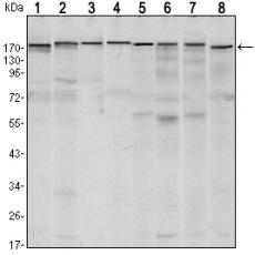 Anti-SETDB1 antibody [A12-H6]