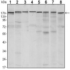Anti-SETDB1 antibody [A12-H6]