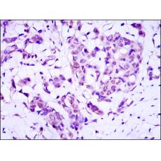 Anti-CRTC3 antibody [G8-A9]