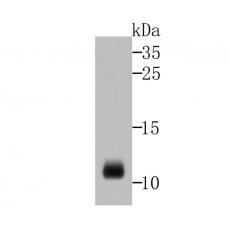 Anti-HNP-1 antibody [2D2]