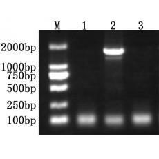 Anti-Taq DNA Polymerase Antibody [3C3]