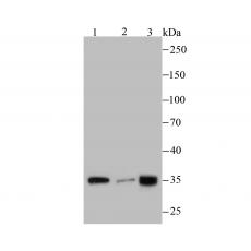 Anti-PLEKHH1 antibody [3-E11]