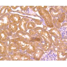 Anti-CD133 antibody [D2-B1]