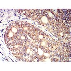 Anti-KIR3DL1 antibody [6D9F6]