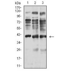 Anti-ADAP1 antibody [3E2D9]
