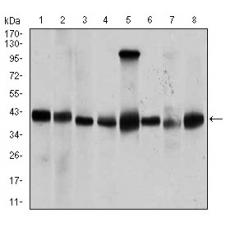 Anti-PPM1A antibody [H6-F12]