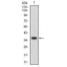 Anti-CCL2 antibody [E11-D8]