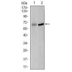 Anti-PLK1 antibody [G10-C11]
