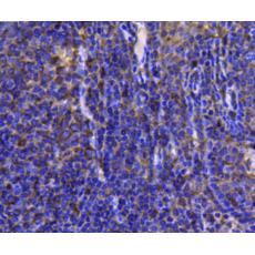Anti-HSP90 Beta antibody [2-1-G3]