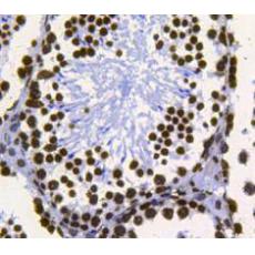 Anti-Histone H3 antibody [3-C4]
