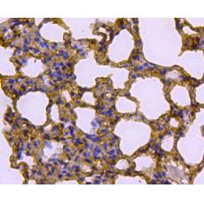 Anti-Caveolin-1 antibody [19-D6]