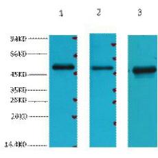 Anti-EFHD1 antibody [3G2]