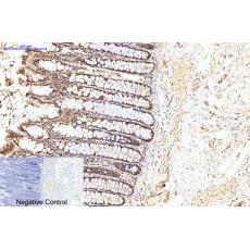 Anti-eIF4A1 antibody [M8]