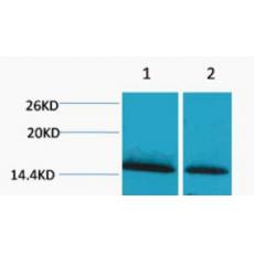 Anti-Histone H1 (Mono Methyl Lys25) antibody